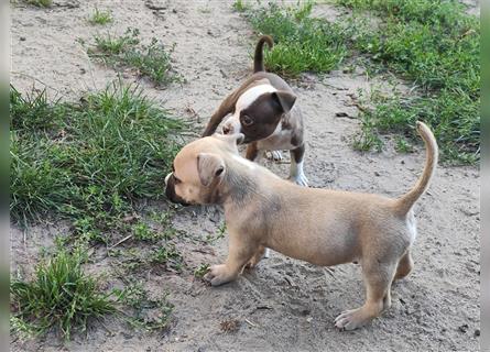 Bezaubernde American Bulldog Mix x Bully  Welpen