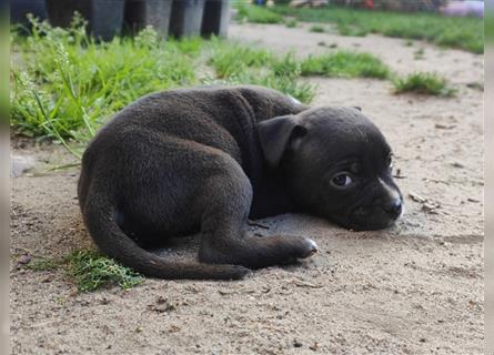 Bezaubernde American Bulldog Mix x Bully  Welpen