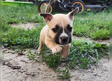 Bezaubernde American Bulldog Mix x Bully  Welpen