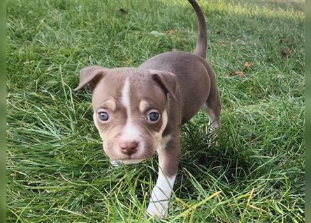 Bezaubernde American Bulldog Mix x Bully  Welpen