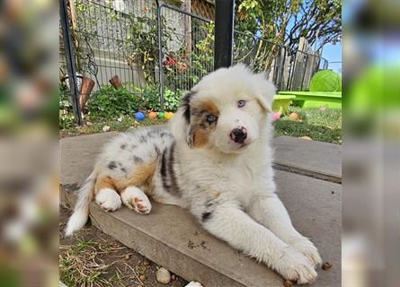 Australian Shepherd welpen Showlinie blue eyed aus familiärer Hobbyzucht  frei von Erbkrankheiten