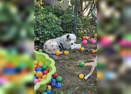 Australian Shepherd welpen Showlinie blue eyed aus familiärer Hobbyzucht  frei von Erbkrankheiten