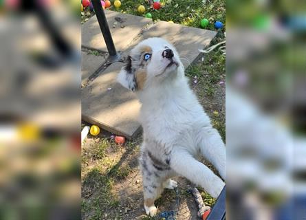 Australian Shepherd welpen Showlinie blue eyed aus familiärer Hobbyzucht  frei von Erbkrankheiten