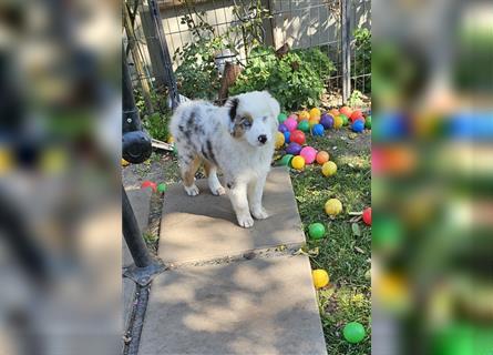 Australian Shepherd welpen Showlinie blue eyed aus familiärer Hobbyzucht  frei von Erbkrankheiten