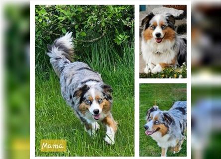 Australian Shepherd welpen Showlinie blue eyed aus familiärer Hobbyzucht  frei von Erbkrankheiten