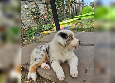 Australian Shepherd welpen Showlinie blue eyed aus familiärer Hobbyzucht  frei von Erbkrankheiten