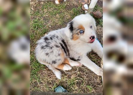 Australian Shepherd welpen Showlinie blue eyed aus familiärer Hobbyzucht  frei von Erbkrankheiten