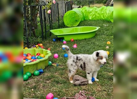 Australian Shepherd welpen Showlinie blue eyed aus familiärer Hobbyzucht  frei von Erbkrankheiten