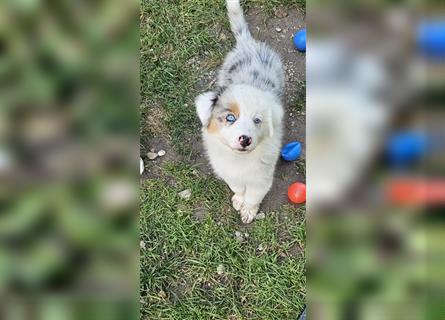 Australian Shepherd welpen Showlinie blue eyed aus familiärer Hobbyzucht  frei von Erbkrankheiten