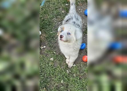 Australian Shepherd welpen Showlinie blue eyed aus familiärer Hobbyzucht  frei von Erbkrankheiten