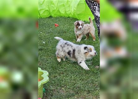 Australian Shepherd welpen Showlinie blue eyed aus familiärer Hobbyzucht  frei von Erbkrankheiten