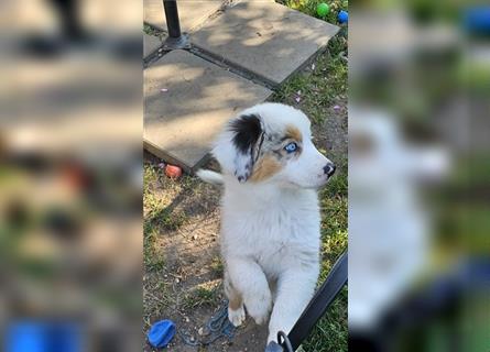 Australian Shepherd welpen Showlinie blue eyed aus familiärer Hobbyzucht  frei von Erbkrankheiten