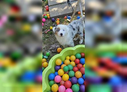 Australian Shepherd welpen Showlinie blue eyed aus familiärer Hobbyzucht  frei von Erbkrankheiten