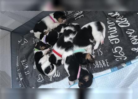 Süße Jack Russel welpen 1 Rüde und 5 Hündinnen