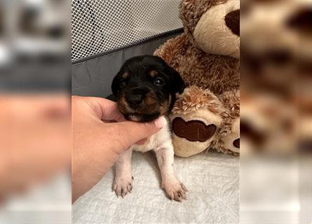 Süße Jack Russel welpen 1 Rüde und 5 Hündinnen