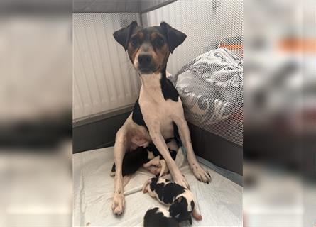 Süße Jack Russel welpen 1 Rüde und 5 Hündinnen