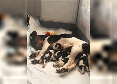 Süße Jack Russel welpen 1 Rüde und 5 Hündinnen