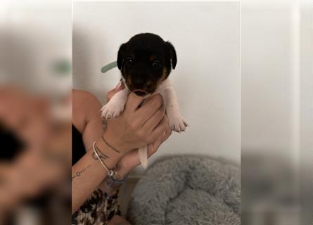 Süße Jack Russel welpen 1 Rüde und 5 Hündinnen