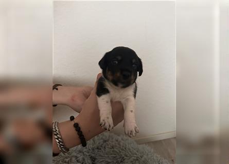 Süße Jack Russel welpen 1 Rüde und 5 Hündinnen