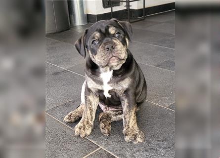 Old english bulldog welpen