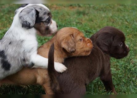 Mini Cotralian Cocker spaniel X Miniatur Australian Shepherd Hybrid Welpen