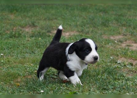 Mini Cotralian Cocker spaniel X Miniatur Australian Shepherd Hybrid Welpen