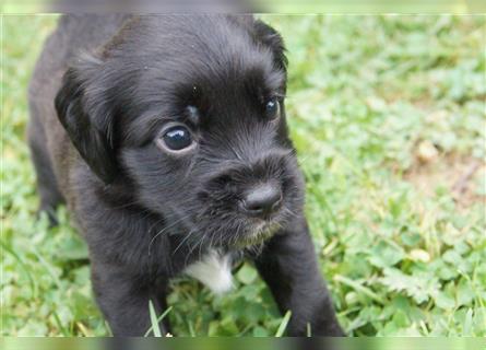 Mini Cotralian Cocker spaniel X Miniatur Australian Shepherd Hybrid Welpen