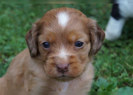 Mini Cotralian Cocker spaniel X Miniatur Australian Shepherd Hybrid Welpen