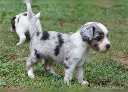 Mini Cotralian Cocker spaniel X Miniatur Australian Shepherd Hybrid Welpen