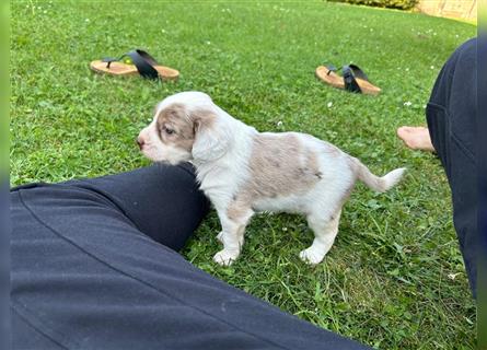 Mini Cotralian Cocker spaniel X Miniatur Australian Shepherd Hybrid Welpen