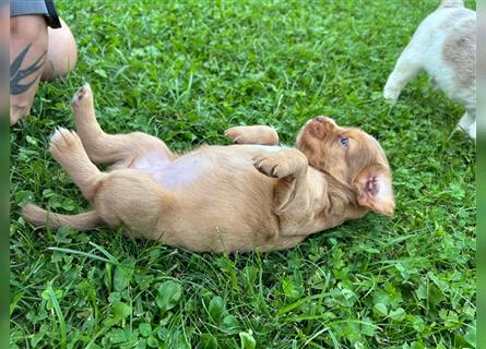 Mini Cotralian Cocker spaniel X Miniatur Australian Shepherd Hybrid Welpen