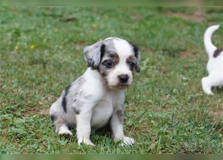 Engl. Mini COTRALIAN Welpen COCKER SPANIEL MINI AUSSIE MIX ab dem 29.9