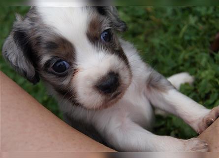 Engl. Mini COTRALIAN Welpen COCKER SPANIEL MINI AUSSIE MIX ab dem 29.9