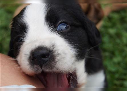 Engl. Mini COTRALIAN Welpen COCKER SPANIEL MINI AUSSIE MIX ab dem 29.9