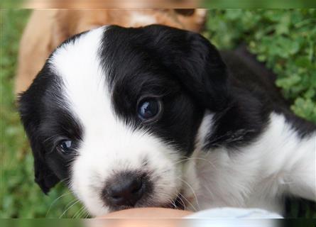 Engl. Mini COTRALIAN Welpen COCKER SPANIEL MINI AUSSIE MIX ab dem 29.9