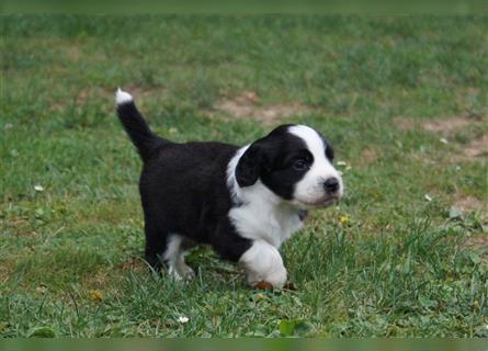 Engl. Mini COTRALIAN Welpen COCKER SPANIEL MINI AUSSIE MIX ab dem 29.9