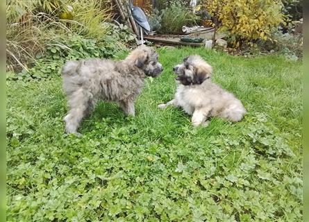 Welpen Hütehund Schäferhund Berger des Pyrenees