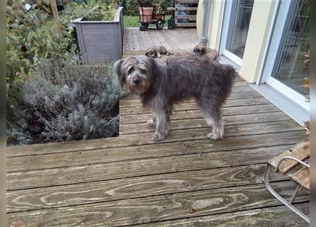 Welpen Hütehund Schäferhund Berger des Pyrenees