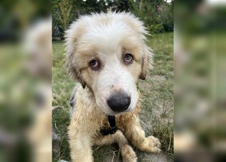 Hütehund - Pyrenäen Schäferhund / Bernasen Mix 3 Welpe Rüde