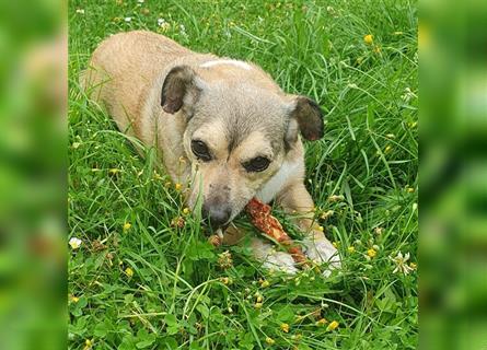 Leon sucht dringend ein gemütliches Zuhause - er wartet im Taunus