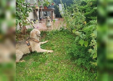 Leon sucht dringend ein gemütliches Zuhause - er wartet im Taunus