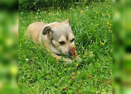 Leon sucht dringend ein gemütliches Zuhause - er wartet im Taunus