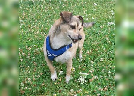 Leon sucht dringend ein gemütliches Zuhause - er wartet im Taunus