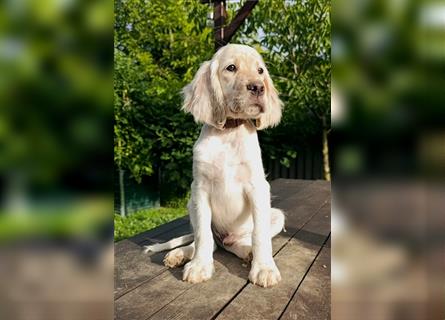 English setter Welperüde