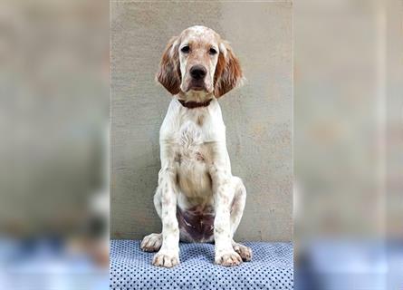 English setter Welperüde