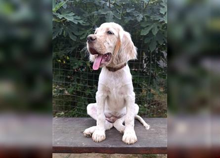 English setter Welperüde