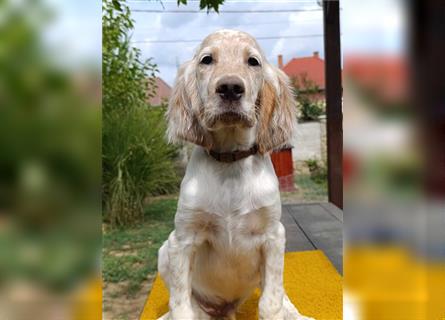 English setter Welperüde