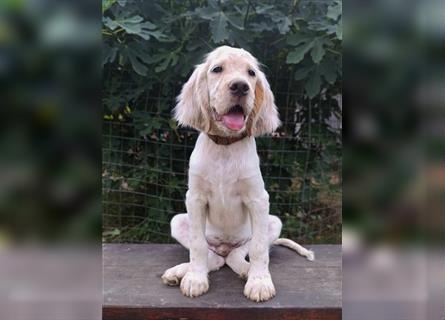 English setter Welperüde