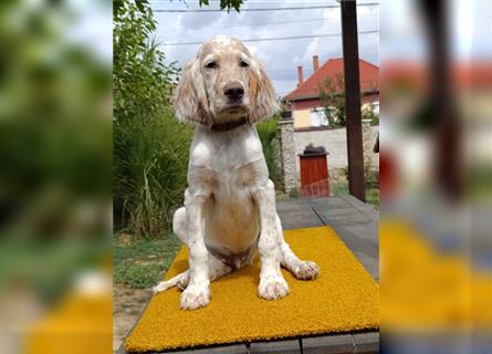 English setter Welperüde