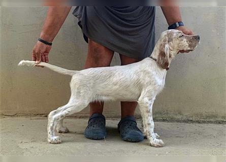 English setter Welperüde